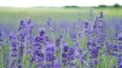 Lavender Oil Benefits Main, Unsplash