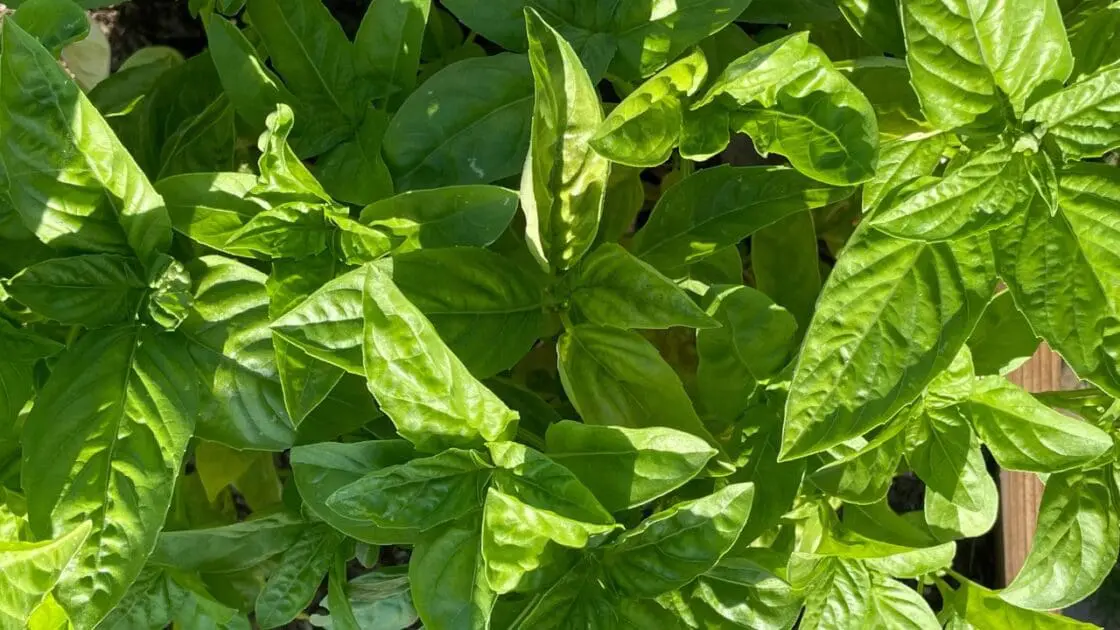 Fresh Basil Herb Reflux Unsplash