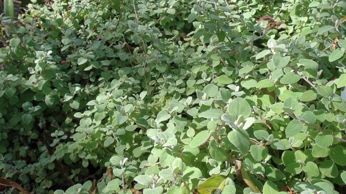 Licorice Plant Google Commons