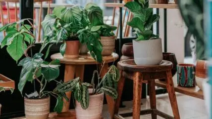 Potted Plants that Repel Mosquitoes Unsplash