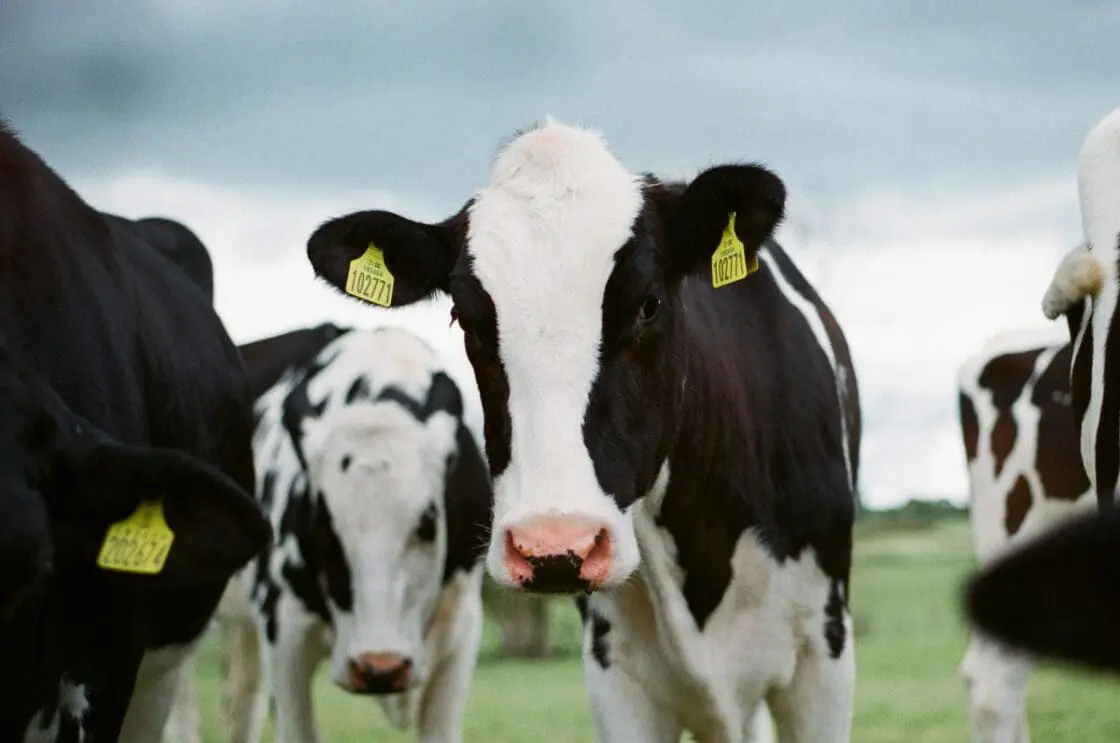 A close-up image of several black and white dairy cows with yellow tags in their ears.