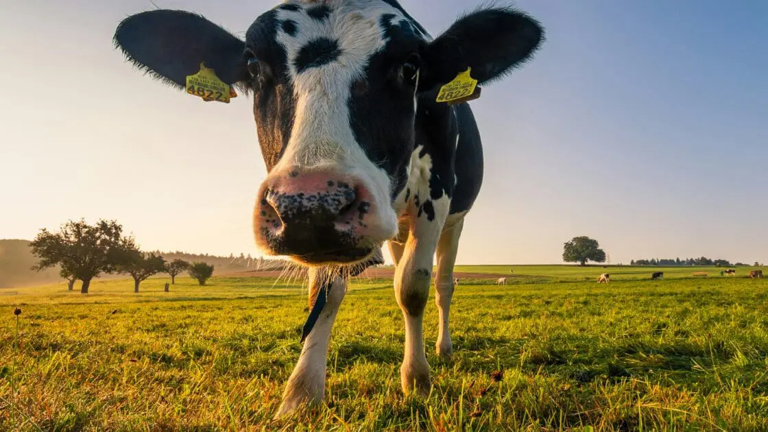 Image of a tagged cow in a field that produces real dairy milk which is making a comeback.