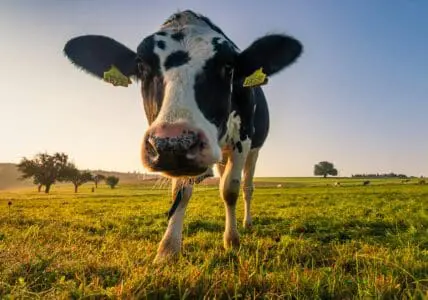 Image of a tagged cow in a field that produces real dairy milk which is making a comeback.