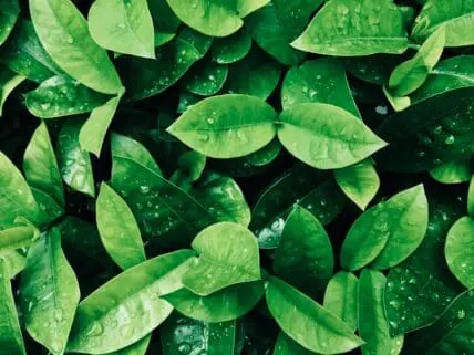 A close-up image of lush green leaves of plants.