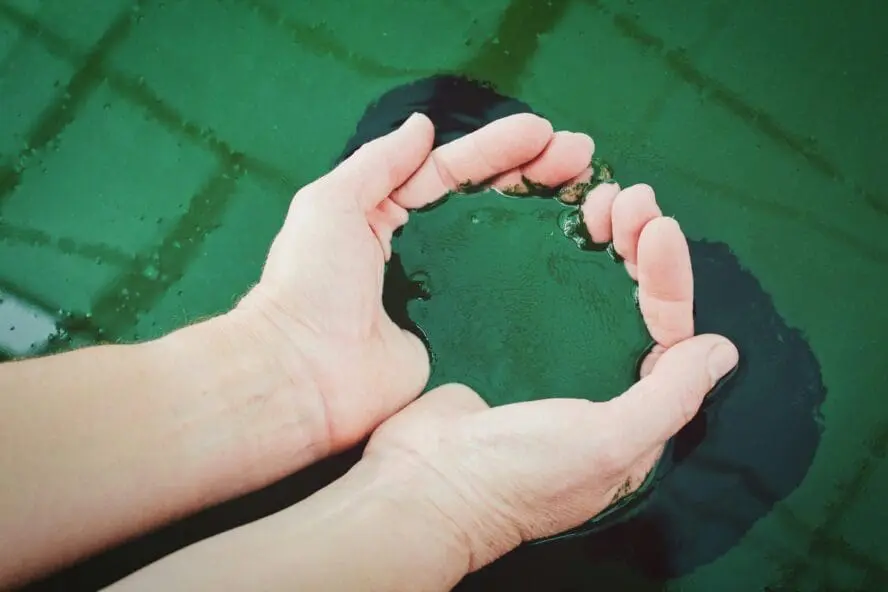 Hands holding small shellfish or mollusks over green water