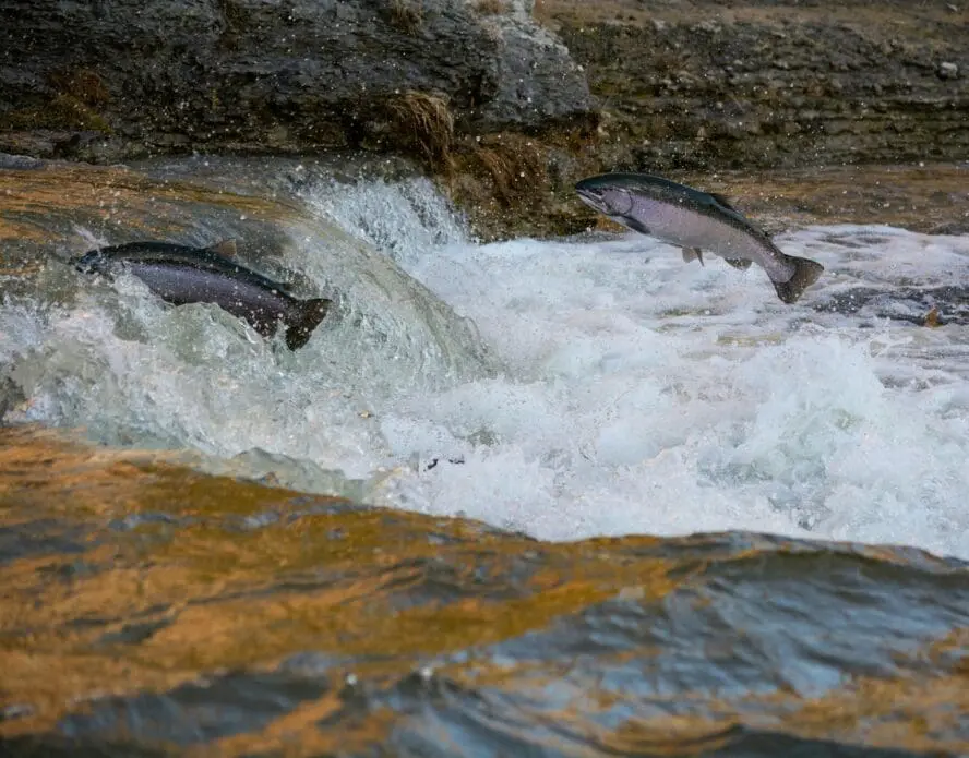 Image of two grey salmon jumping out of a river.
