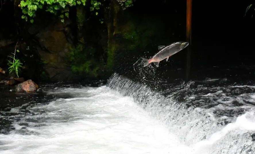 Image of a single salmon jumping upstream in a river.
