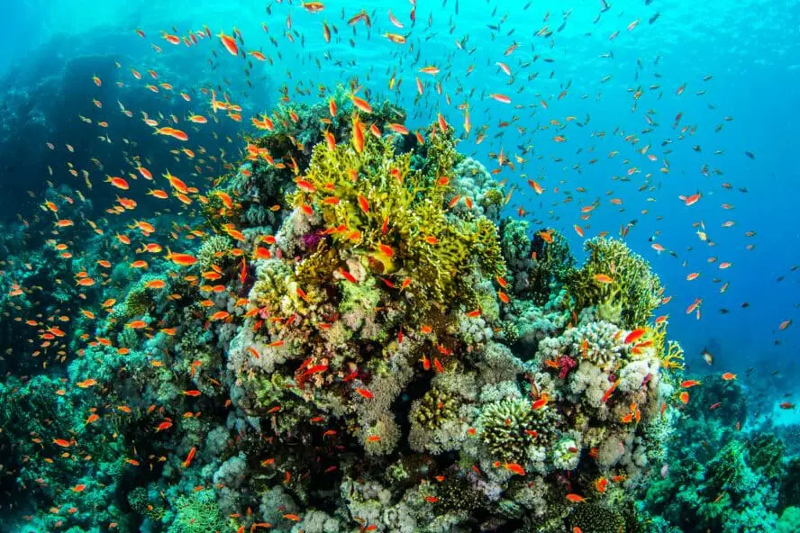 Snorkel in Belize Unsplash