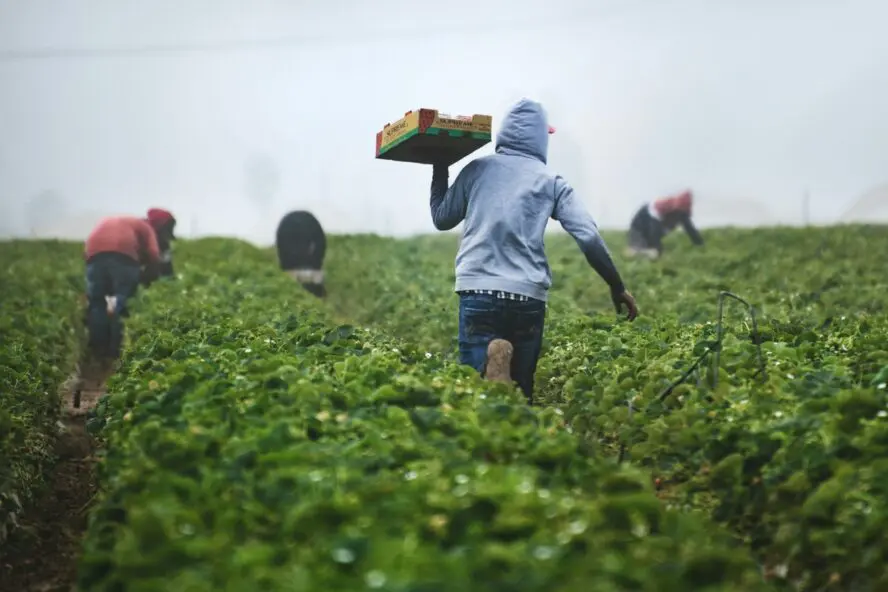 Image of a worker in a field with their back to the camera, wearing a grey hoodie and lifting a box of strawberries.