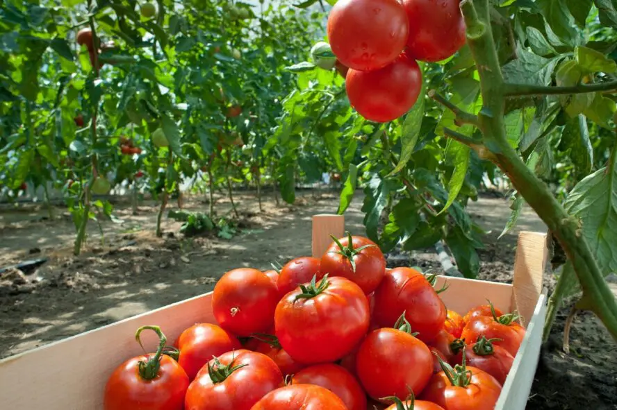 Image of a box of gorgeous ripe tomatoes picked from the vine, with a couple of unpicked tomatoes hanging directly above the box.