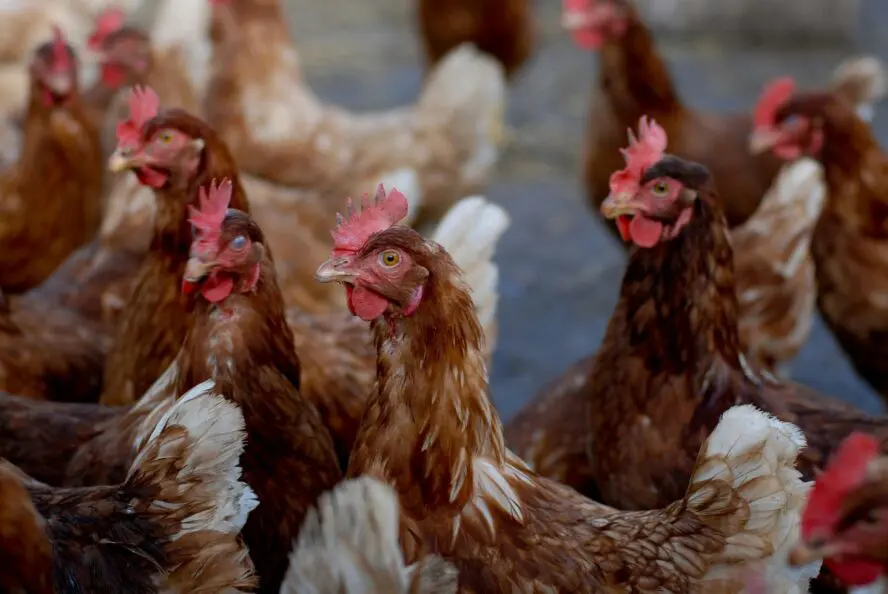 Image of several chickens standing next to each other.