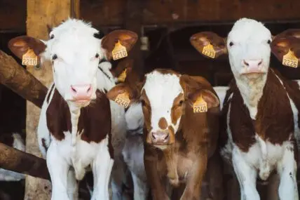 Image of a row of brown and white livestock cows looking straight on at the camera.