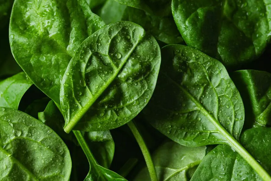 Close-up image of a pile of spinach leaves.