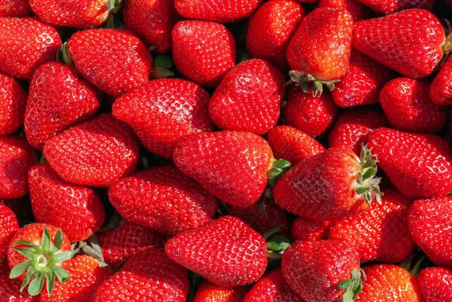 Close-up image of dozens of bright red strawberries. 