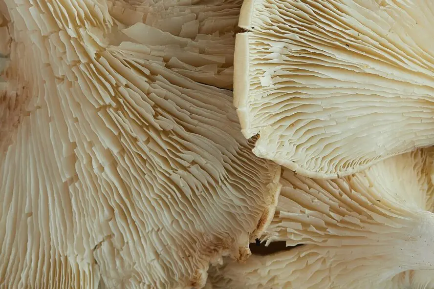 Close-up image of the details inside the caps of lion's mane mushrooms.