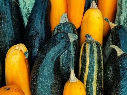 Image of rows of green and yellow zucchini squash vegetables.
