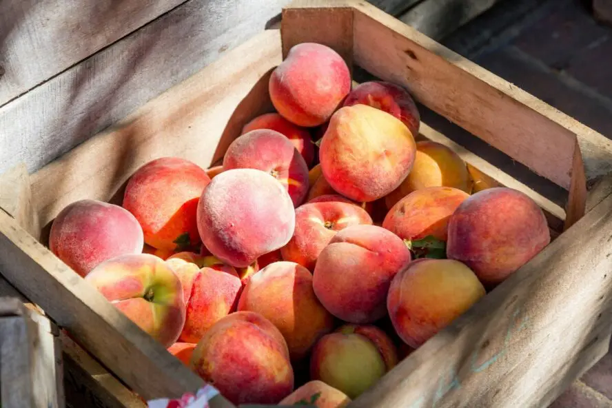 Image of a crate full of fresh summer peaches, which we advise to purchase organic to avoid pesticide exposure.