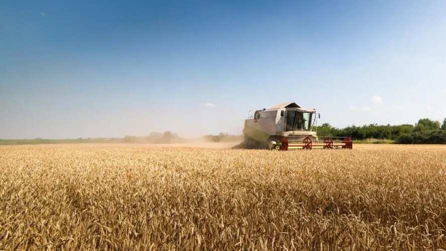 Image of a large field of wheat crops with a tractor in the distance, potentially spraying herbicides.