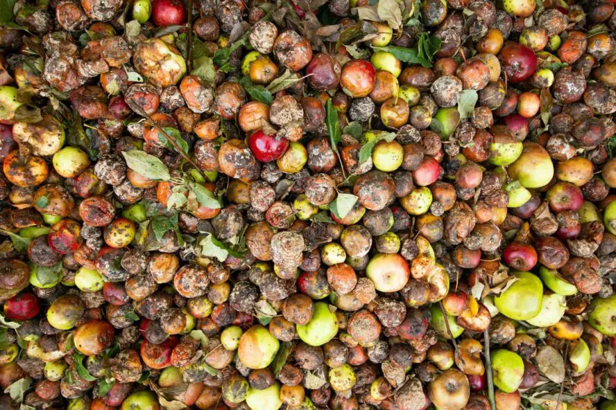 Image of a huge pile of food waste, largely made up of apples in various states of spoilage.