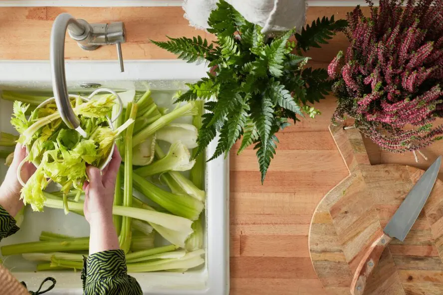Image of celery in a large white sink, with hands rinsing it under running water.