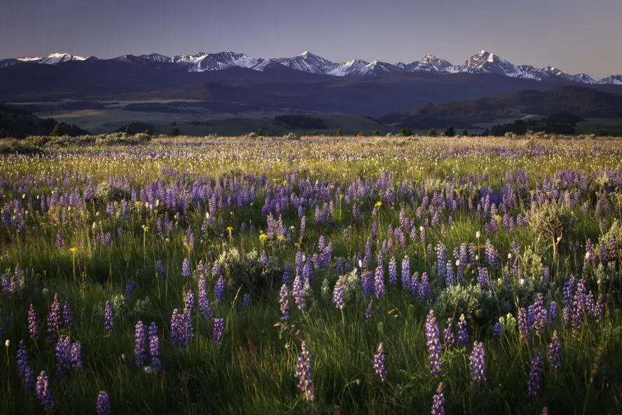 Image of a beautiful field of wildflowers at the base of a mountain range.