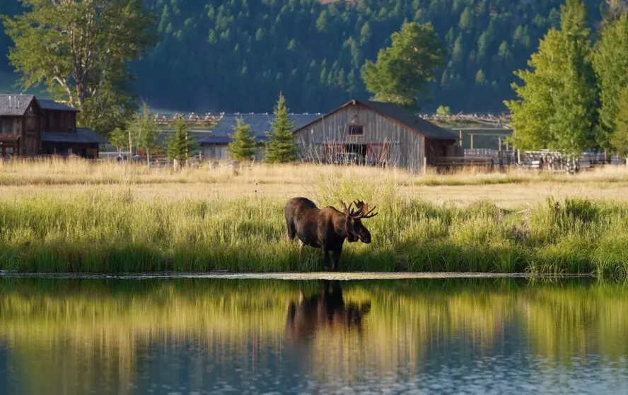 Image of a solitary moose standing at the edge of Welcome Pond at The Ranch at Rock Creek in Montana.