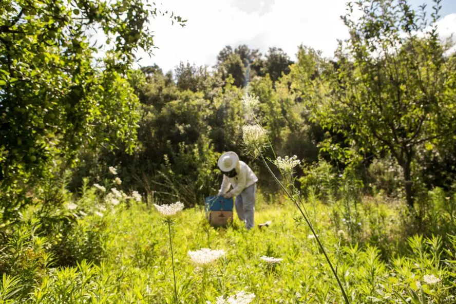 Image of a lone beekeeper in full gear, bent over a wooden box in a green field.