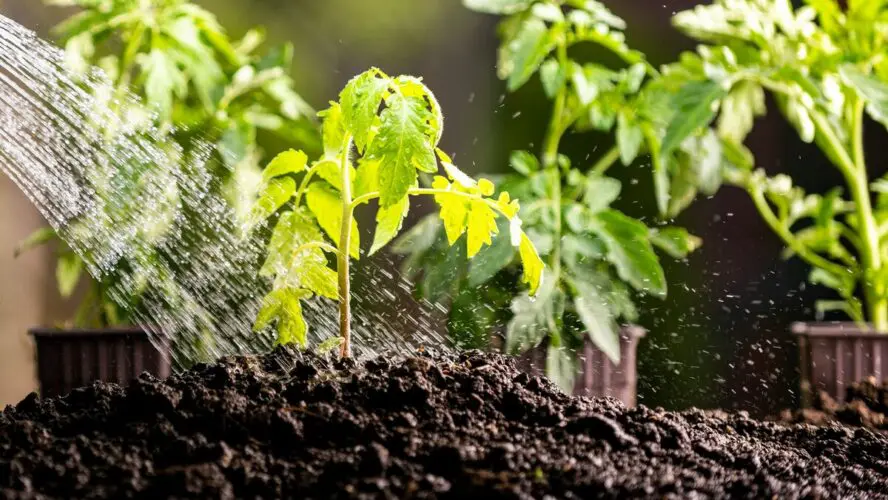 Image of small plants growing out of soil, with someone watering the plants.