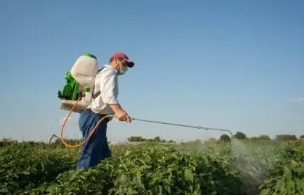 Image of a man wearing a container of pesticides as a backpack, holding a spraying tool to apply pesticides or herbicides to a field.