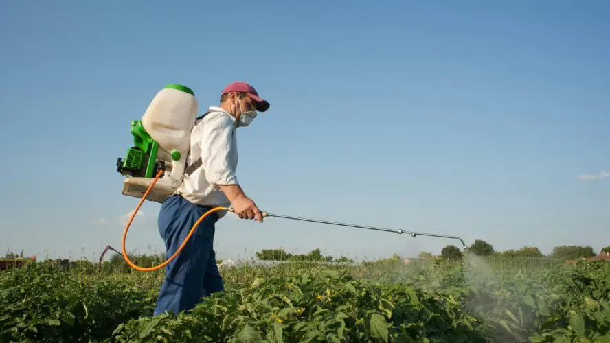 Image of a man wearing a container of pesticides as a backpack, holding a spraying tool to apply pesticides or herbicides to a field.