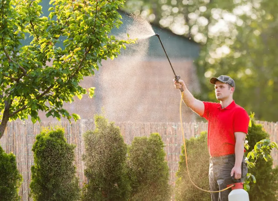 Image of a gardener holding a pesticide spray tool above his head to apply pesticides to a tall tree.
