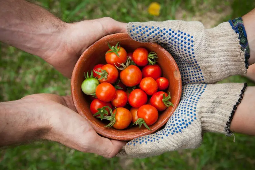 Image of a small wooden bowl full of organic cherry tomatoes, with a pair of gloved hands on one side and ungloved on the other.