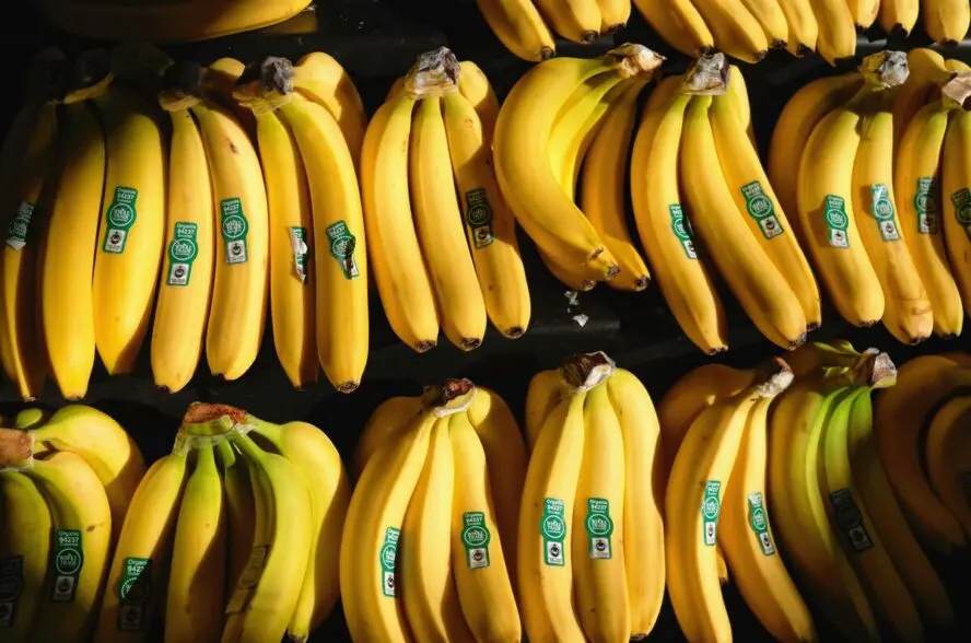 Image of two rows of ripe bananas, all bearing an organic sticker.