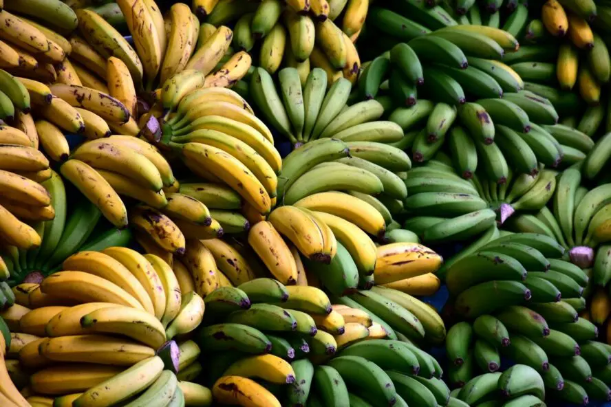 Image of a giant pile of bananas, with both ripe and unripe bananas.
