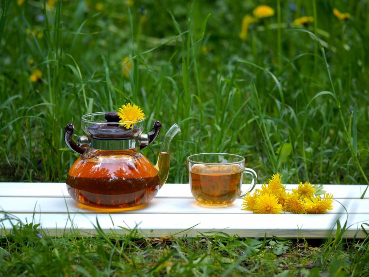 Dandelion tea in nature