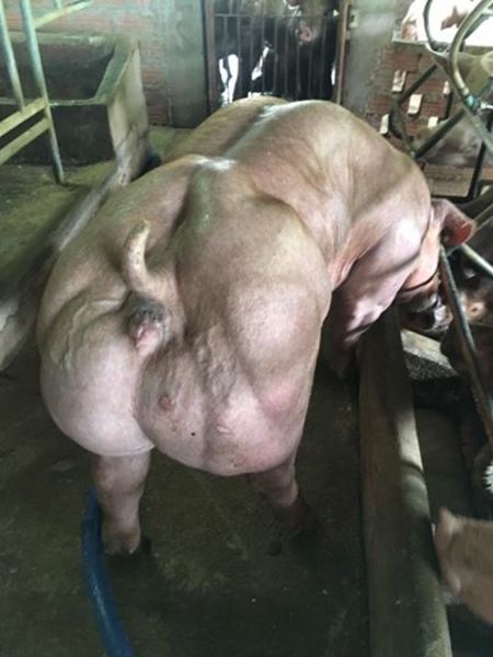 genetically engineered hogs