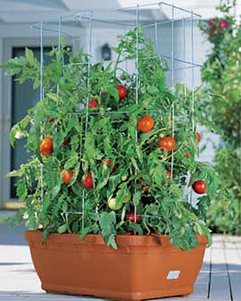 Tomato plant growing in a large container with metal cage support