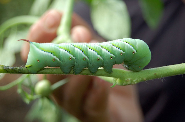 Get rid of these garden pests with organic methods.