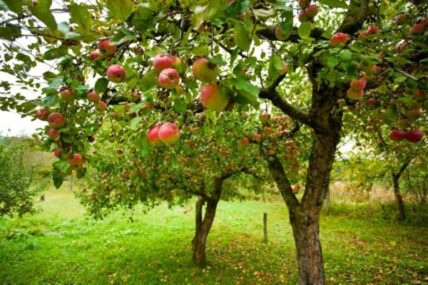 A Practical How-To for Anyone Who Has Ever Wondered, "What is Fruit Tree Grafting?"