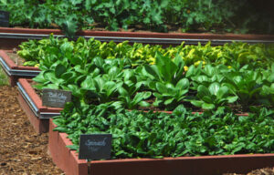 asian greens