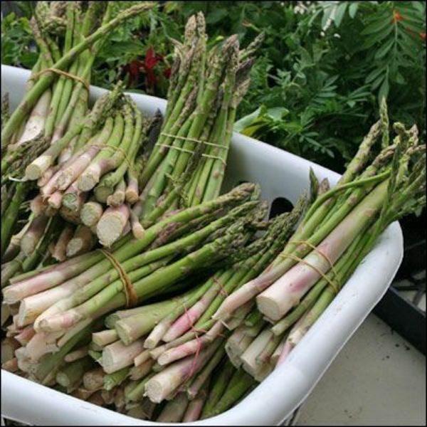 asparagus