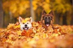 How To Make Dog Poop Compost That Won't (Totally) Gross You Out