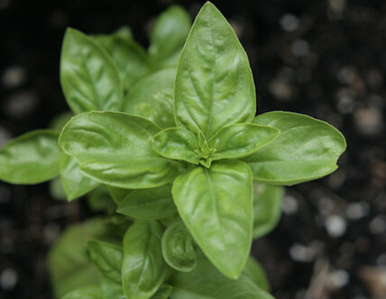 basil plant