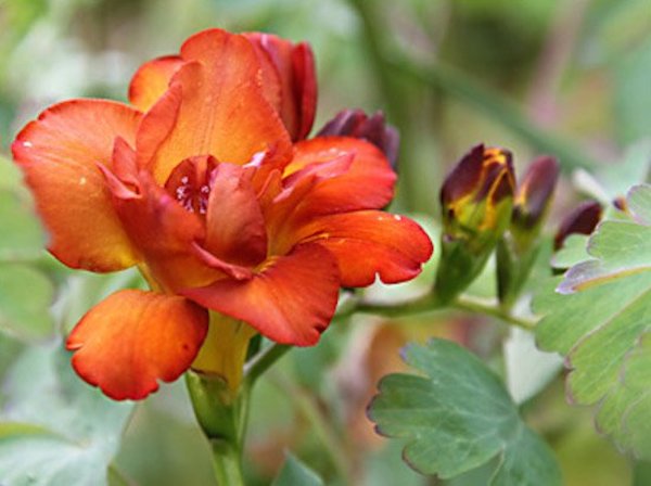 Bi color freesia