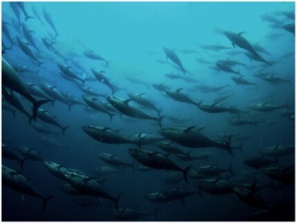 bluefin