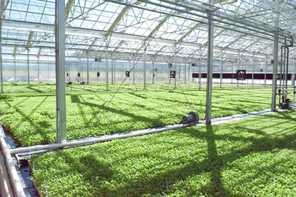 BrightFarms brings local produce to grocery stores