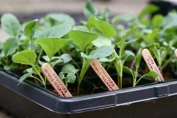 broccoli seedlings
