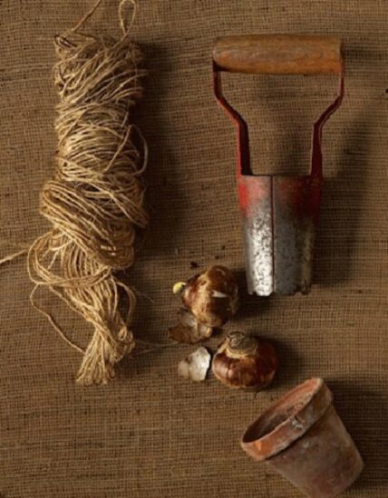 bulb planting