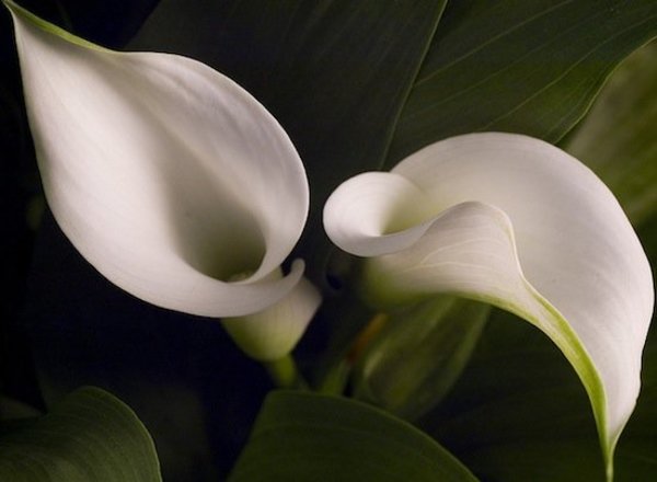 calla lilies