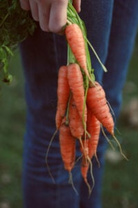 carrot